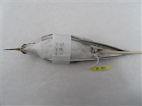 小燕鷗藏品圖，第2張